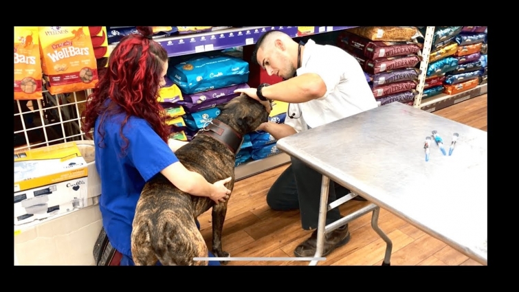 Young Vet reaction to a pitbull 😱😱