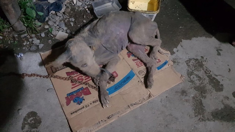 Rescue Poor Dog Who Distemper Survivor with severe sarcoptic Mange | Amazing Transformation