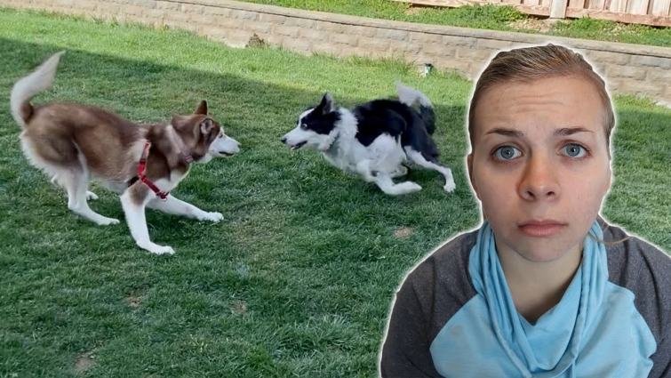 Letting Our Dogs Meet.. Again.. *Vet Trip*