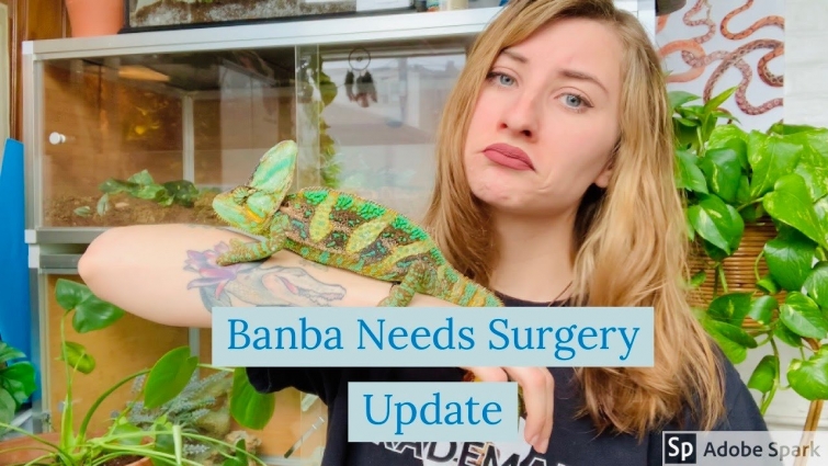 My Chameleon Needs Surgery (Our Vet Visit)
