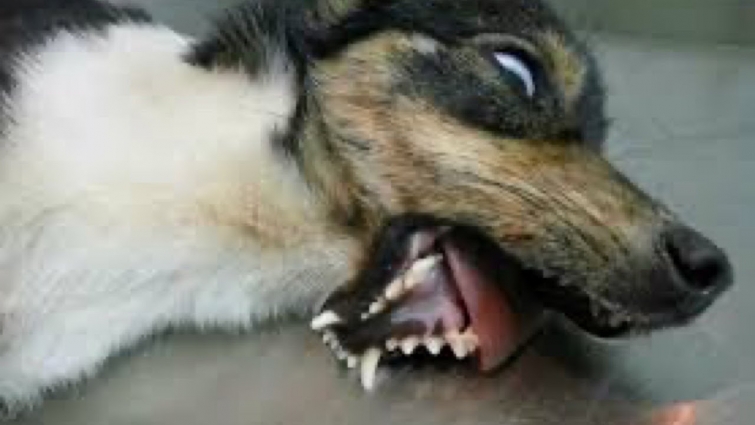 Puppy Was Beaten By Neighbor to A Broken Jaw Gets Transformed