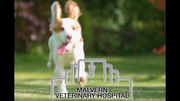 Malvern Vet Marketing Video