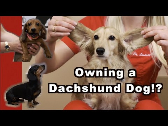 Owning a Dachshund? | The Weiner Dog