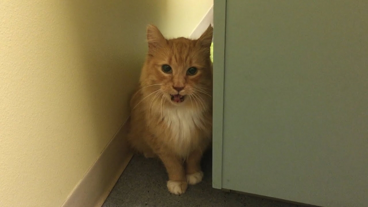 Leo the feral cat has an emergency vet visit and is fine now but gave us a scare! (M3FC 1259)