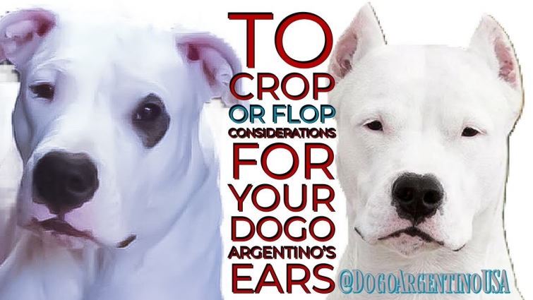 DOG EAR CROPPING : THE PROS AND CONS OF EAR CROPPING IN DOGO ARGENTINOS – SHOULD I CROP MY DOGS EARS