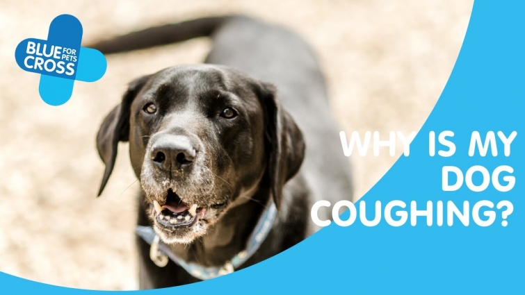 Why Is My Dog Coughing? | Blue Cross Pet Advice