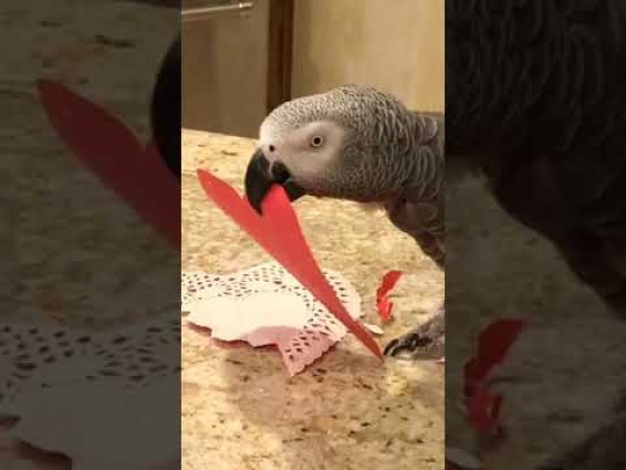 Creative parrot makes a very special Valentine