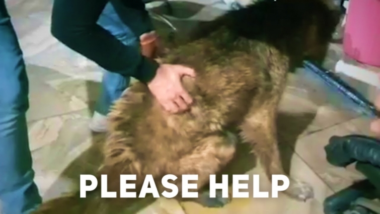 Rescue Guard Dog Was Abandoned Beacause She couldn't Stand on her Feets – Please Help
