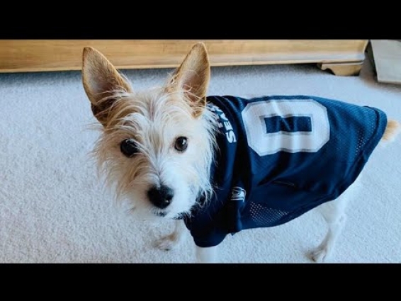 Is it safe to use CBD oil on my pet? The Pet Vet weighs in – New Day NW