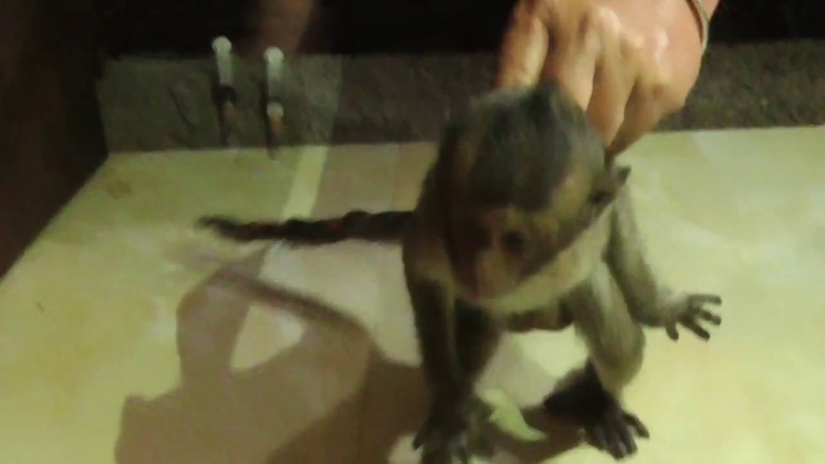 Oh Look! Today Poor baby Lori had injection by veterinarian|How about Lori is now?