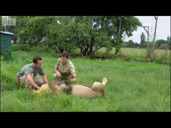 Attacked by a lion! | Extreme Animals | BBC Earth