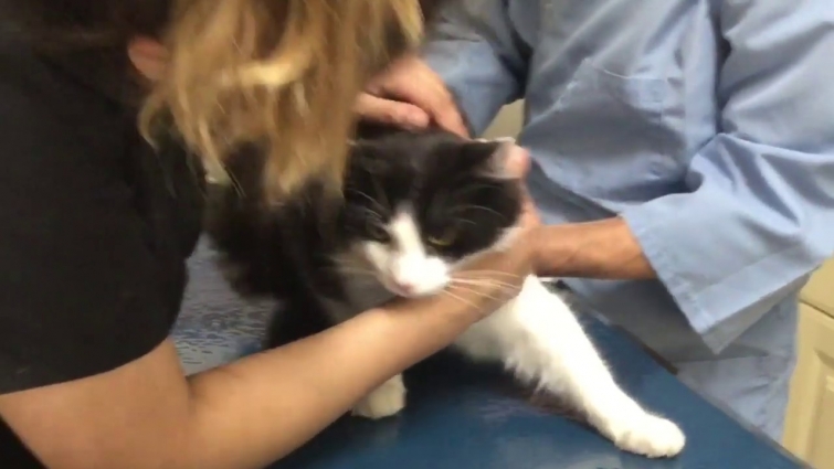 Bean The Cat Goes To The Vet!