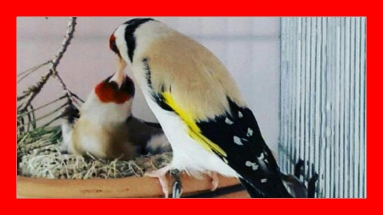 COMO ENCELAR JILGUEROS (Funciona 100%) 😱 TRUCOS para AUMENTAR el CELO DE LOS JILGUEROS