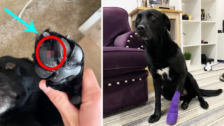 we had to go to the vet.