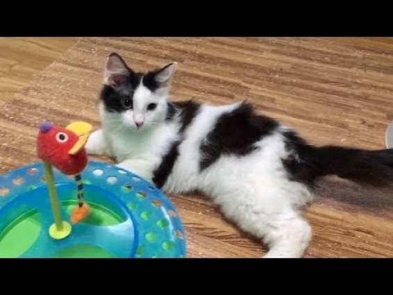 Lots Of Future Kitten Vet Visits & Luna's Medical Team Is Wonderful