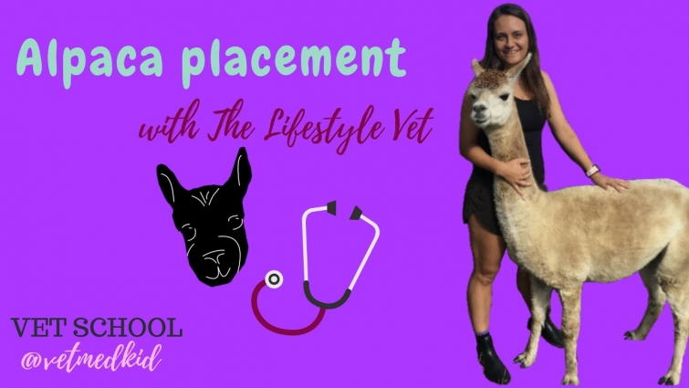 Alpaca castration, Kardashians & more with The Lifestyle Vet | a day in the life of a vet student
