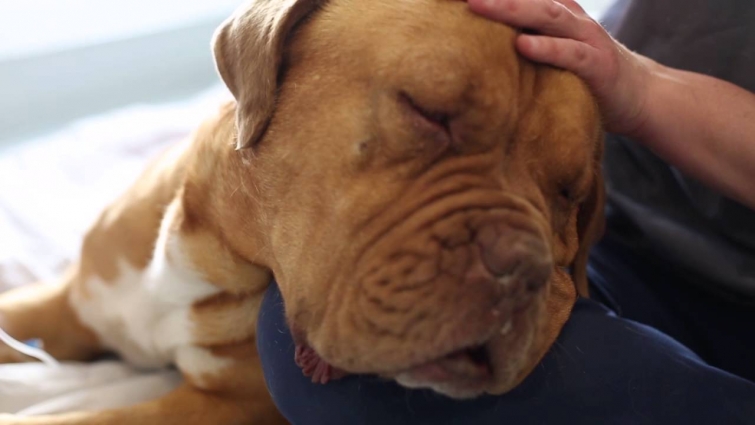 What is it like to be a shelter veterinarian?