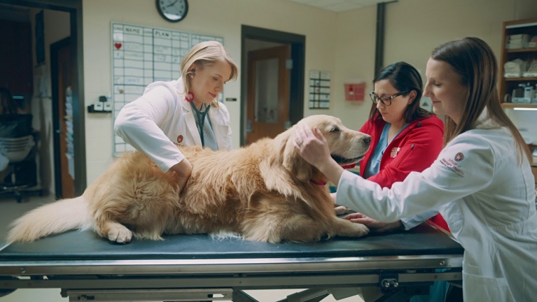 Lucky Dog: 2020 WeatherTech Super Bowl Commercial