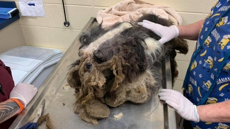Rescue Poor Stray Dog was Neglected for Years Horrible Matted Fur | Amazing Transformation