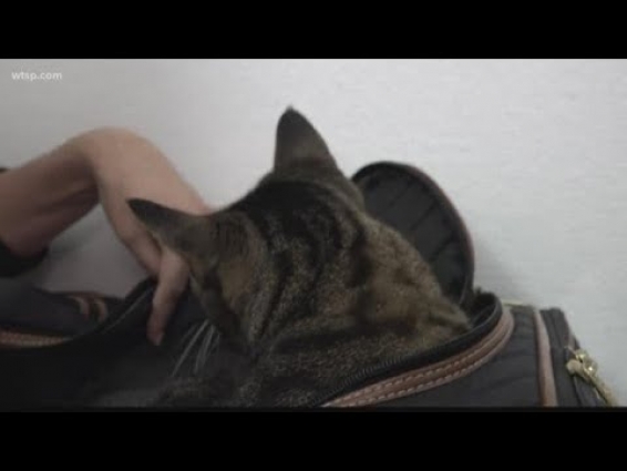 Veterinarian staff have no idea how Michigan cat ended up in Florida