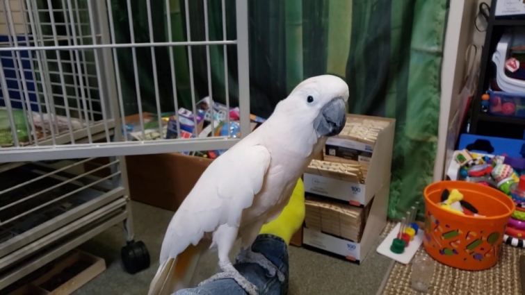 The Dreaded Vet Visit