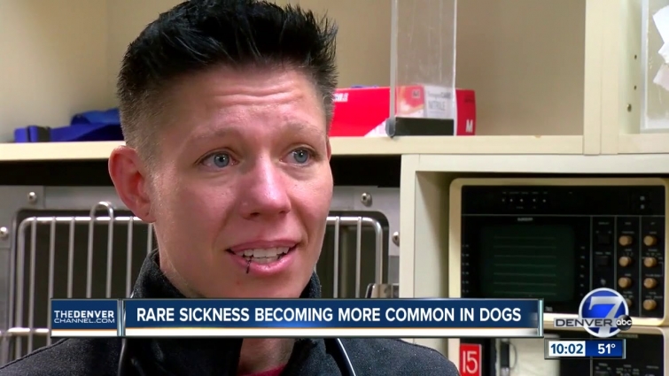 Highlands Ranch family's dog dies of leptospirosis; veterinarian says cases becoming more common