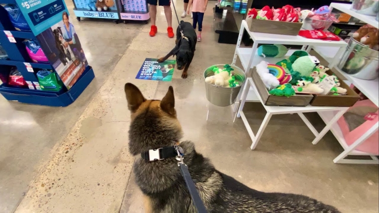 Pet Store In America | German Shepherd | GSD | Indian Vlogger | Hindi Vlog | This Indian