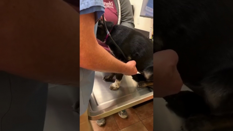 Belgian Malinois Puppy’s First Vet Visit