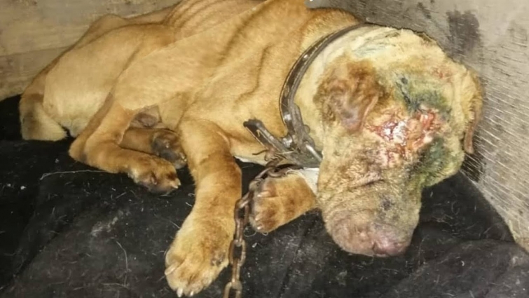 Rescue Stray Dog Was Punctured Head Make Serious Infection & Amazing Transformation