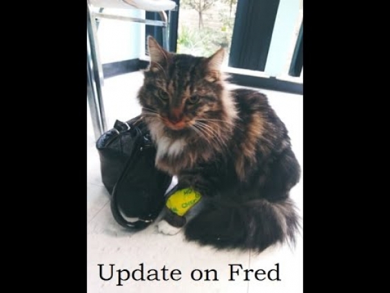 Update Video: Fred's Veterinary Shenanigans