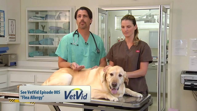 How To Check Your Pet For Fleas – VetVid Episode 022