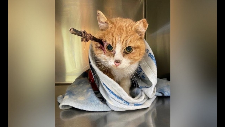 Cat found on Valentine’s Day with arrow in its head recovering after surgery, rescuers name him Cupi