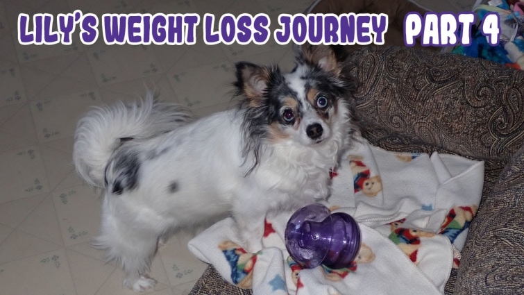 My Dogs Weight Loss Journey Part 4 | Healthy Chihuahua Weight Loss Goals!