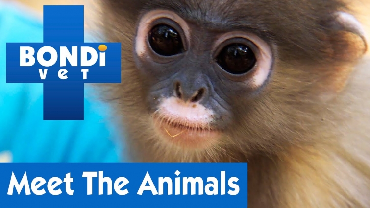 🐒 Meet All The Animals | Bondi Vet | Season 5 (Part 3)