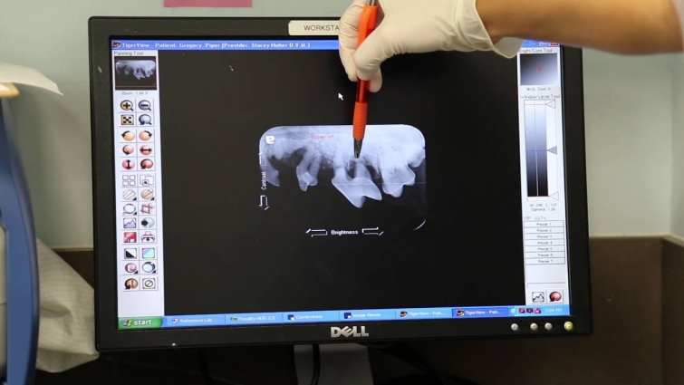 Animal Oasis Veterinary Hospital – Dental Procedure