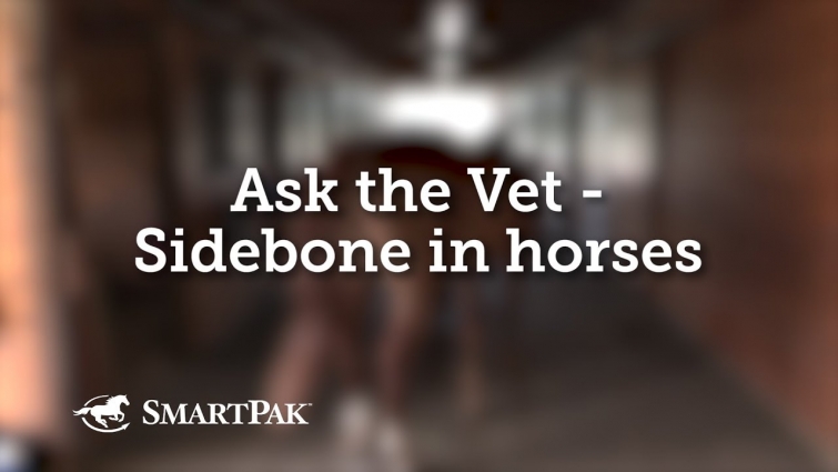 Ask the Vet – Sidebone in horses