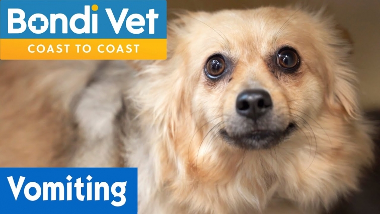 🐶 Dog Is Vomiting From Eating Everything | Bondi Vet