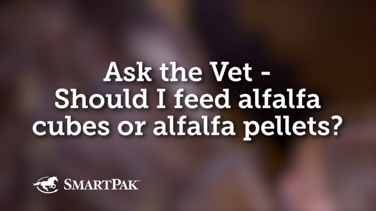 Ask the Vet – Should I feed alfalfa cubes or alfalfa pellets?