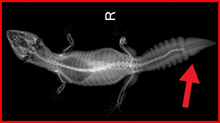 Reptile Vet Visits – What to Expect