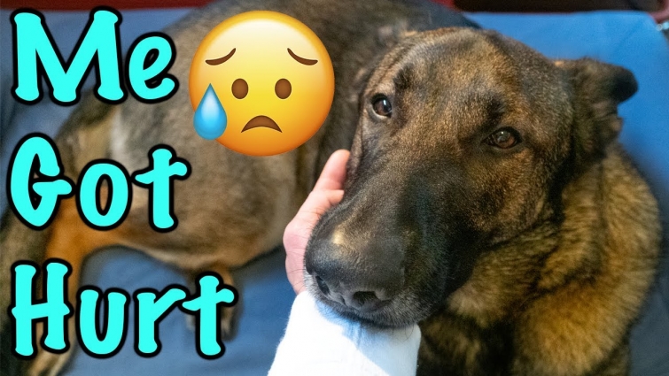 German Shepherd Got Hurt and Had to Visit the Vet!