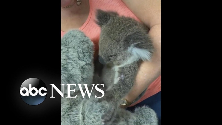 Heartwarming video of koala, stuffed animal | WNT