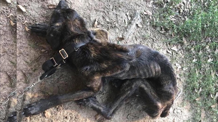 Rescue Skinny Dog Was Chained Starving Left to Die | Heartbreaking Story