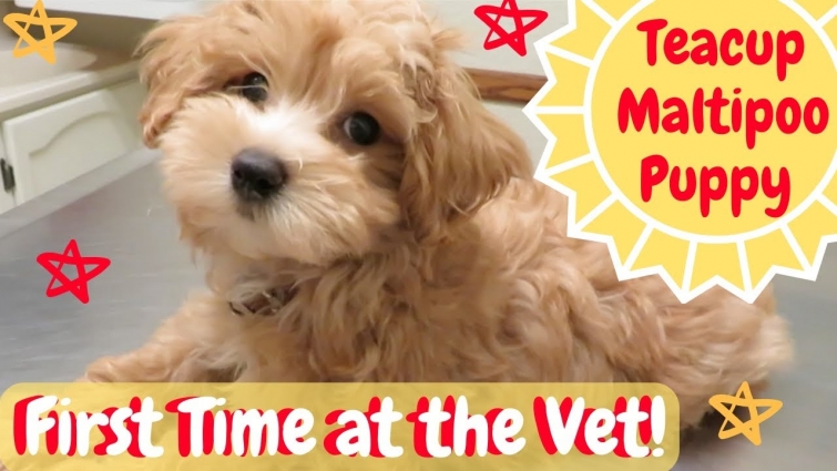 Teacup Maltipoo Puppy Goes to the Vet – First Time at the Vet