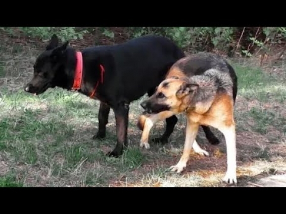 Amazing Morning Dogs Meeting in Home