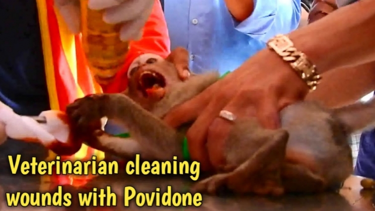 Million sad! Poor baby Janet cried loudly hurt while veterinarian cleaning her hands with povidone