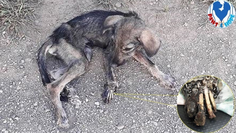 Rescue Homeless Puppy Was Waiting For Death On The Streets With His Leg Is Seriously Infection