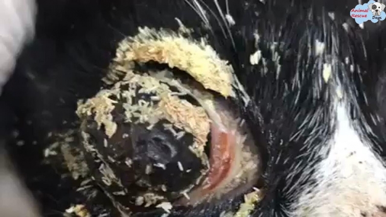 Rescue Poor Cat 4 Days Amazing Survive With Lots Of Worms