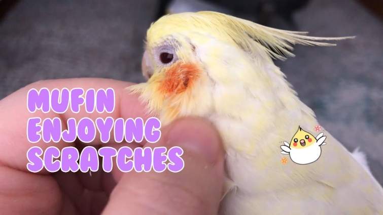 Muffin Enjoying Scratches! 😊😊😊