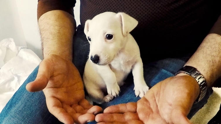 Veterinarian doctor with syringe making vaccine injection to Tombi at pet hospital. Cute dog Tombi.