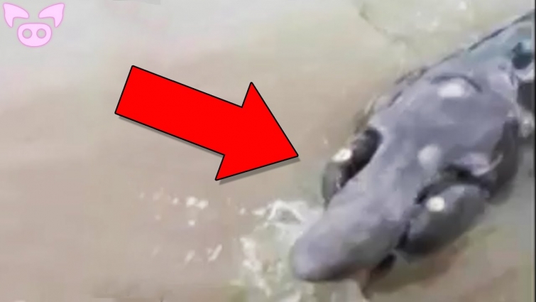 These Strange Creatures Have Left Experts Stumped